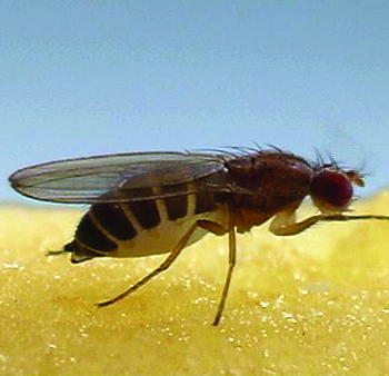 flies gnats pest control in manhattan nyc