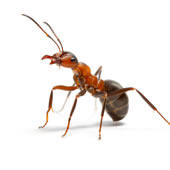 Pest Control In Manhattan Ants