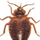 Pest Control In Manhattan Bedbugs Bed Bugs
