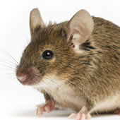 Pest Control In Manhattan Mice Rats Mouse