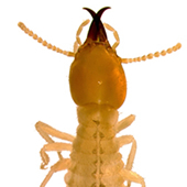 Pest Control In Manhattan Termites